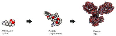 Peptide vs protein to understand how peptide therapy works