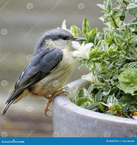 Juvenile Nuthatch stock image. Image of cute, blue, green - 98497815