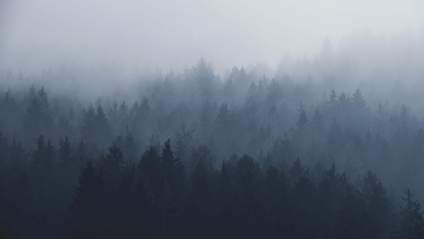Fog in trees.