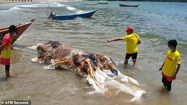 The disgusting 'globster' - an unidentified organic mass - is believed to be the remains of a whale, which emerged from the sea on Telok Melano beach around 12pm last Friday