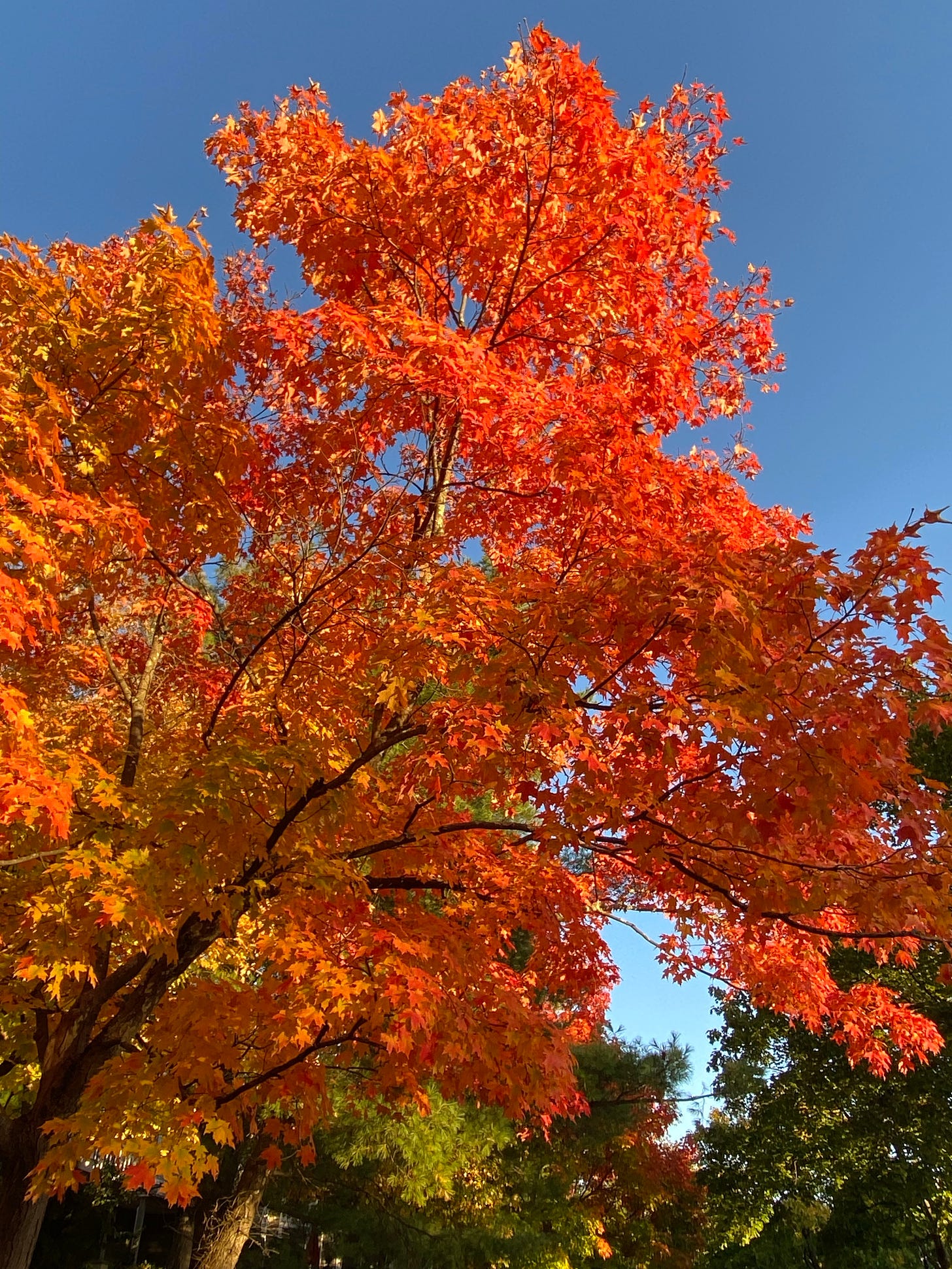 Colorful autumn tree.