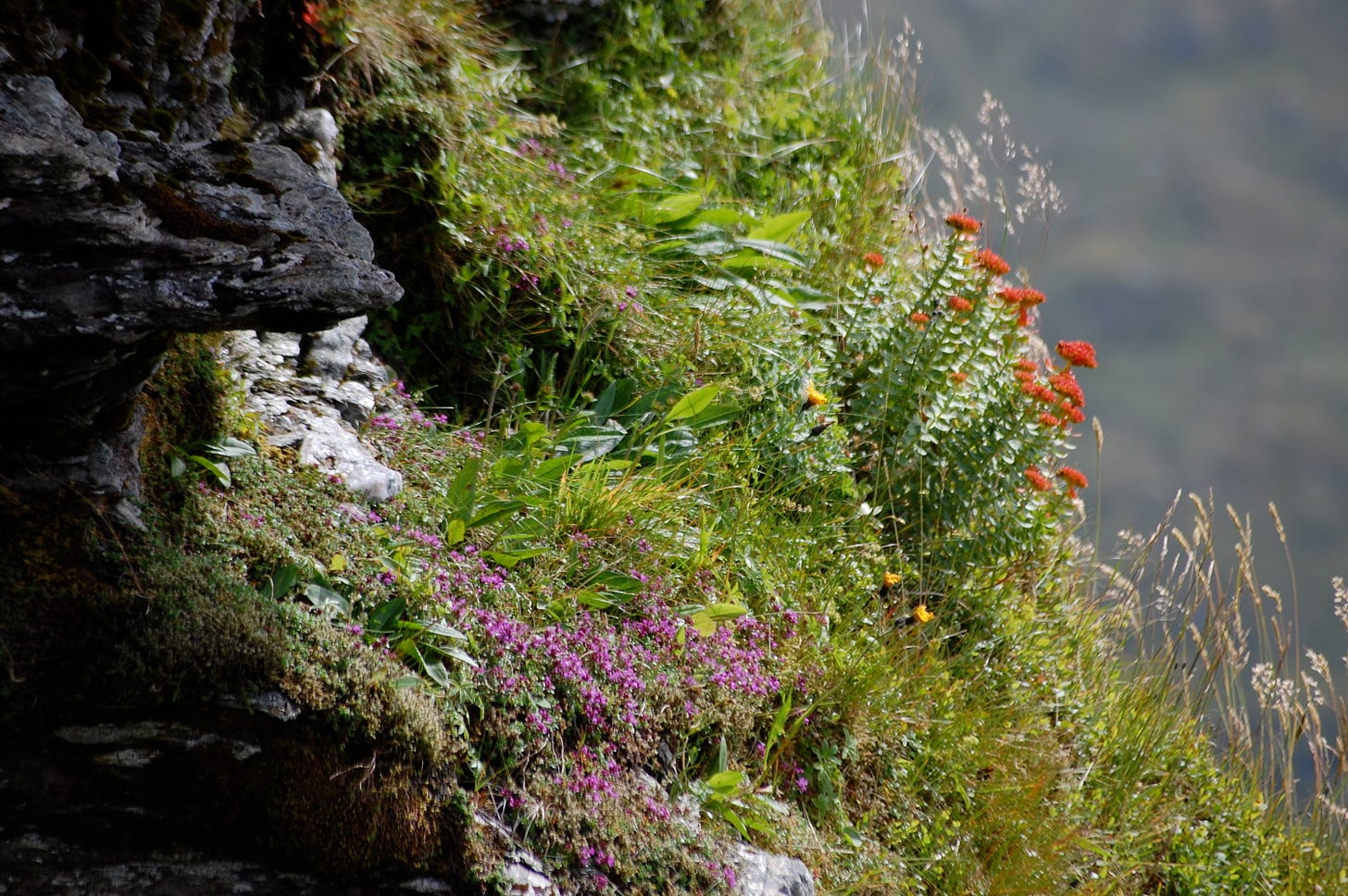 thyme and roseroot