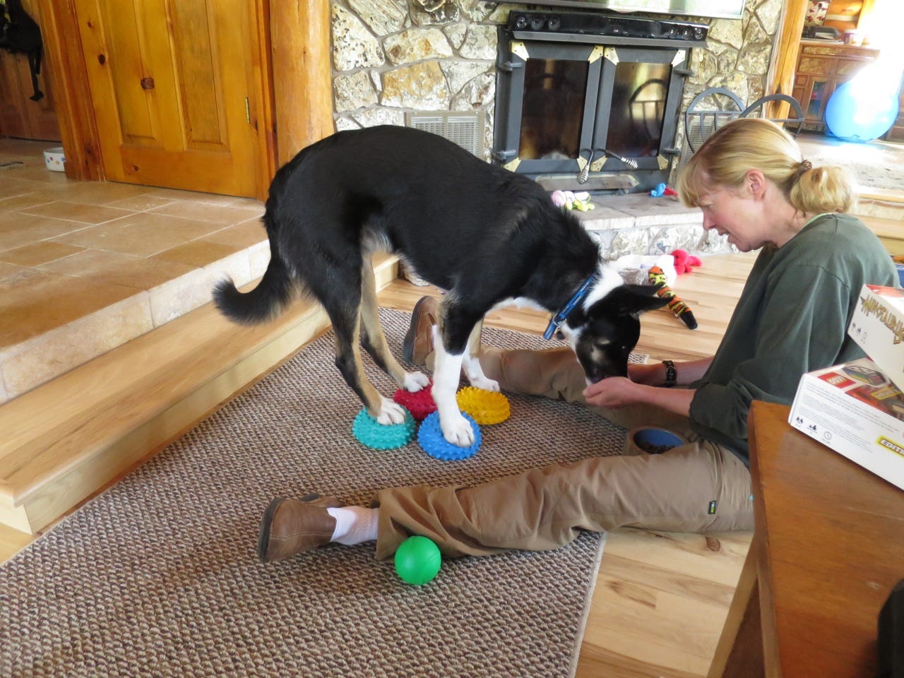 Dog performing a trick