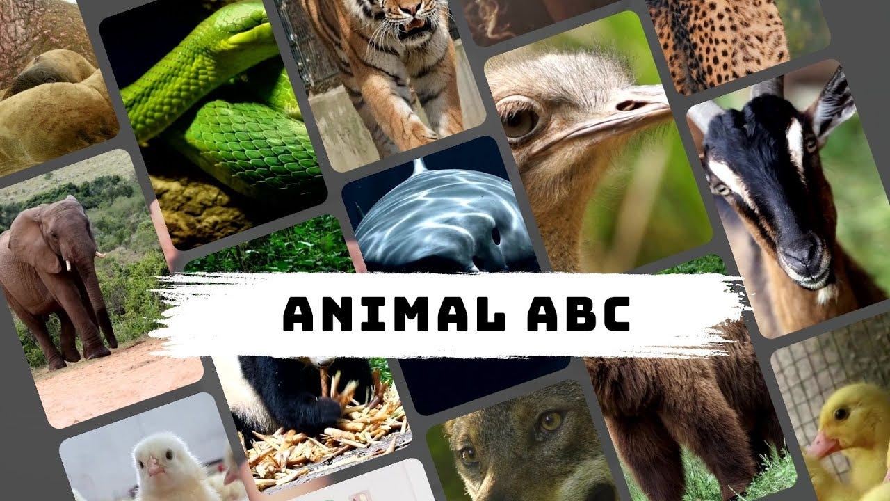 Animal ABCs