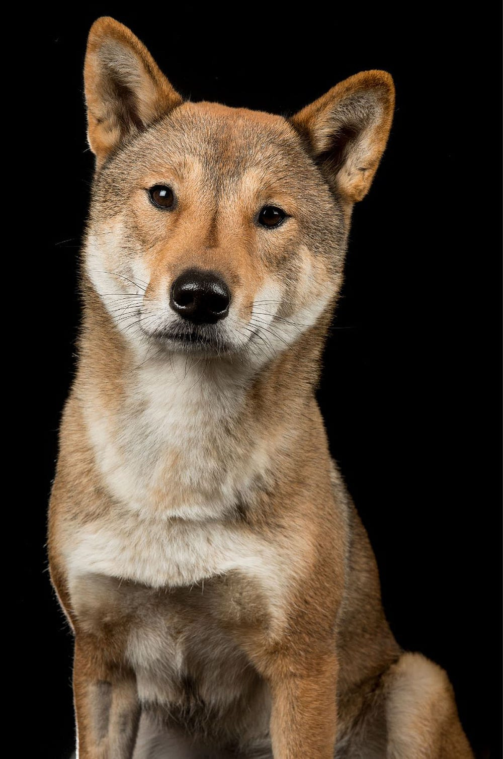 Shikoku dog