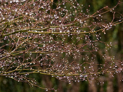 Raindrops on Acer palmatum 'Sumingashi'