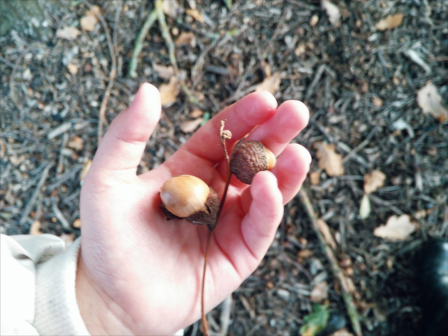 Photo of a small child's hand palm up holding two acorns with the woodland floor beneath