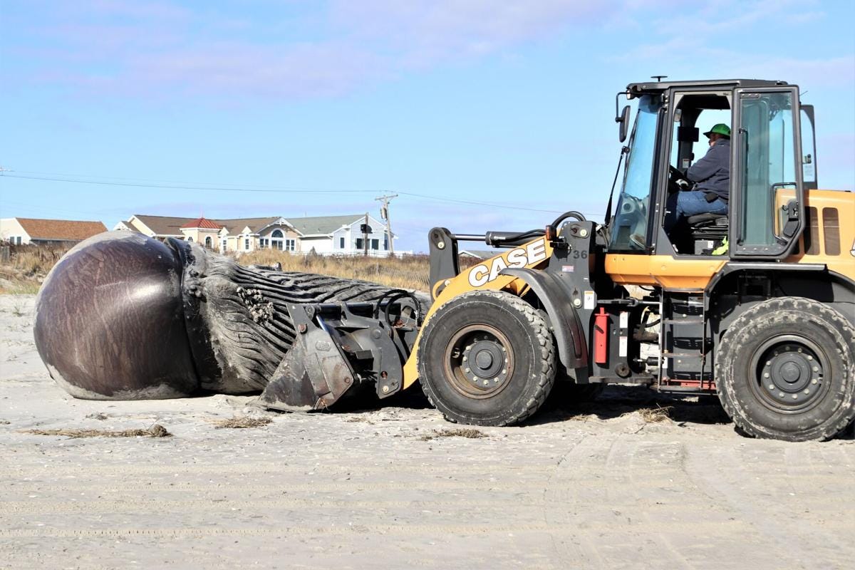 Dead whale washes ashore in Strathmere