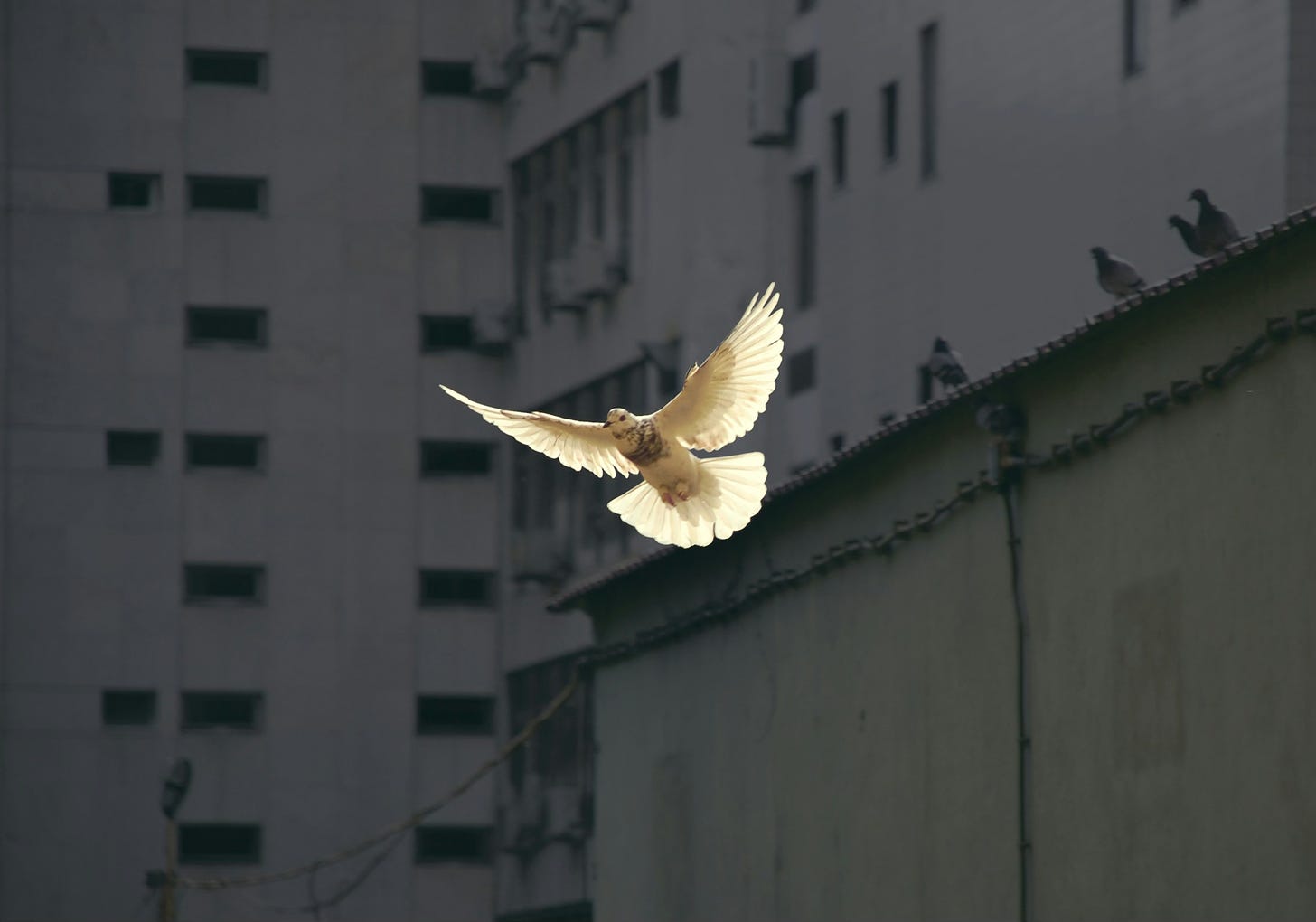 Dove flying through the city