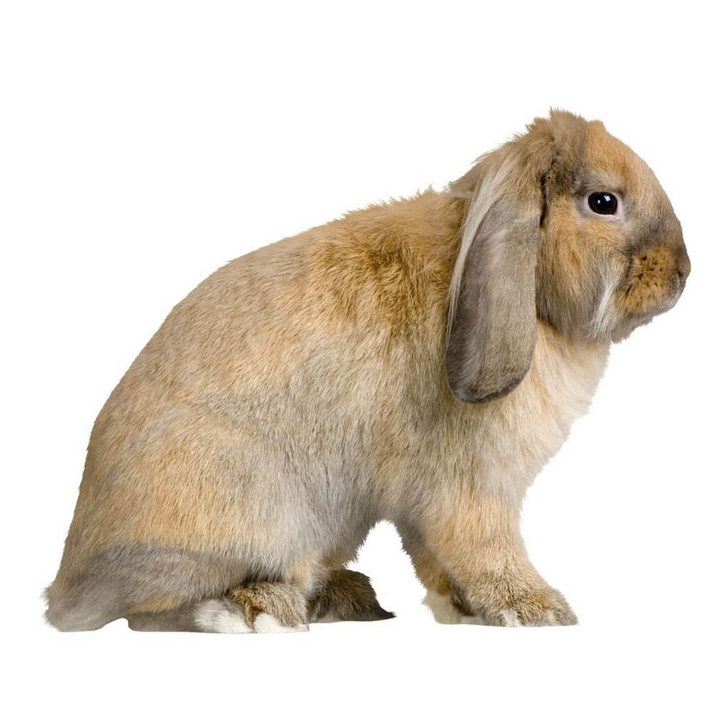 French lop rabbit