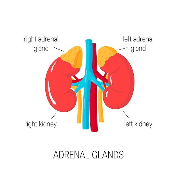 Adrenal Gland Images - Free Download on Freepik