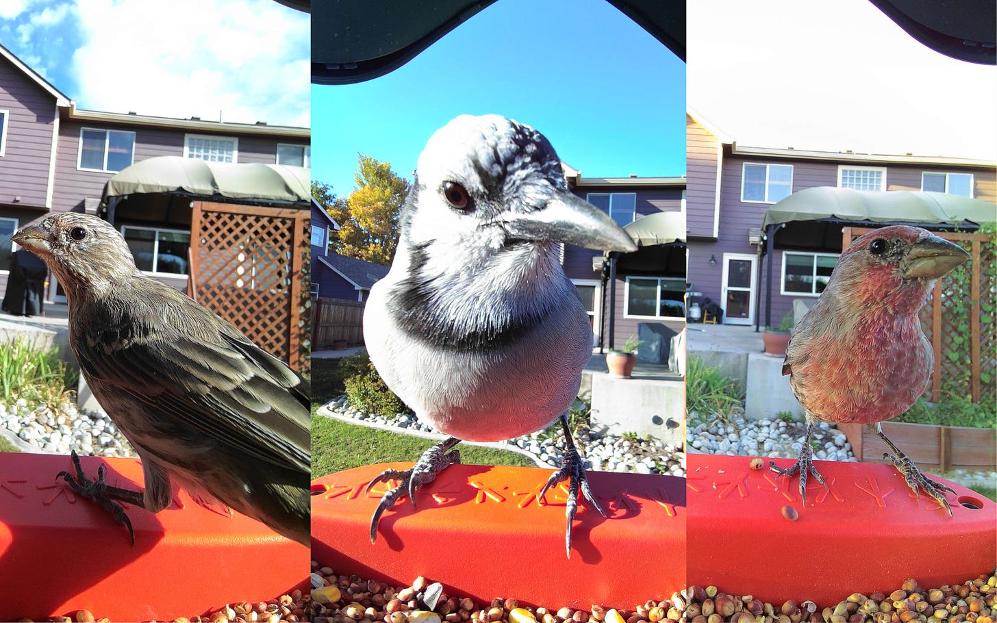 Three side-by-side photos of different bird snapshots, including a brown sparrow, a blue jay, and a red finch