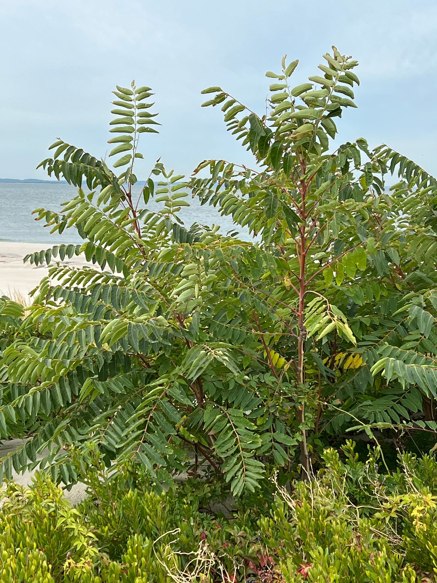 a mess of long fronds with opposite leaves coming out of red stems, set against a beachy background.