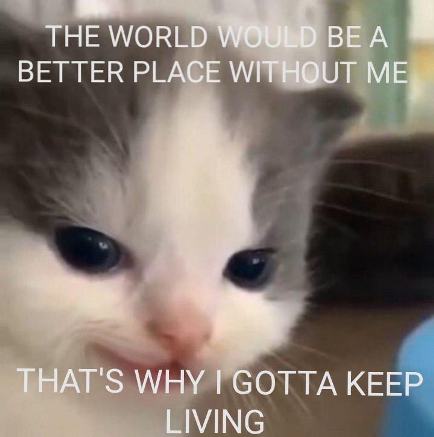 A meme image featuring a cute white and grey kitten, photoshopped to make it look like it's grinning, with the text "the world would be a better place without me" at the top and at the bottom "that's why I gotta keep living" 