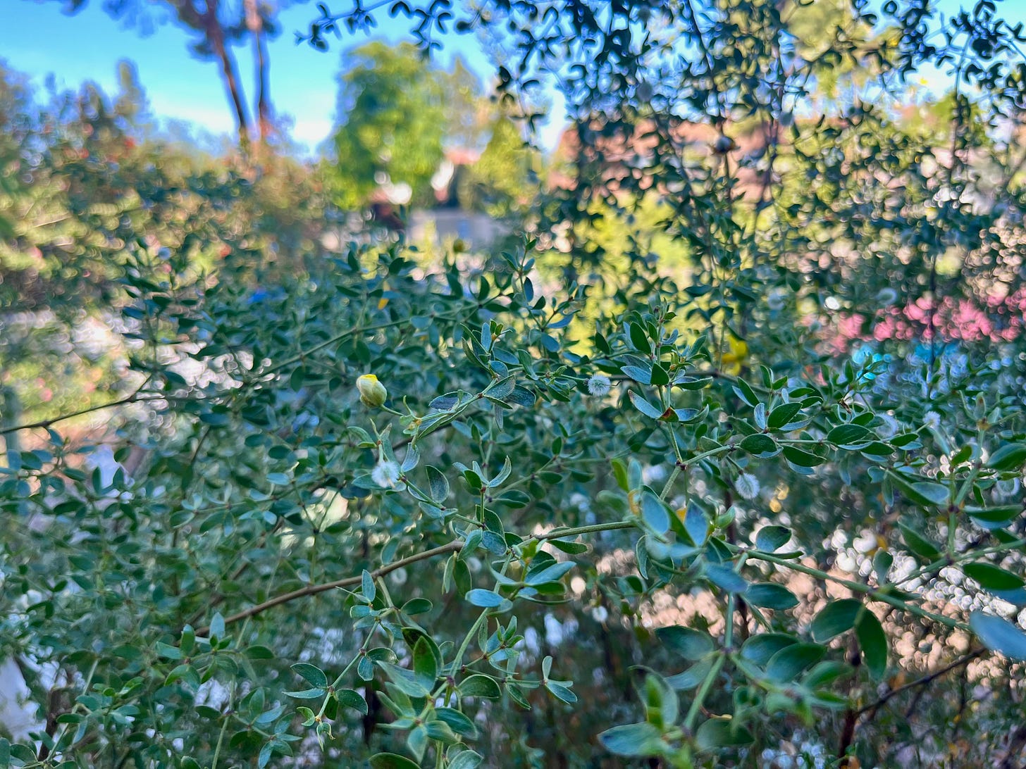 the creosote bush in my parents' yard