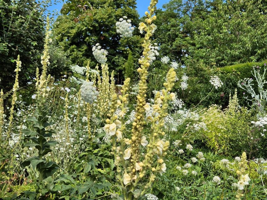 White Garden at Sissinghurst Castle copyright Anne Wareham 