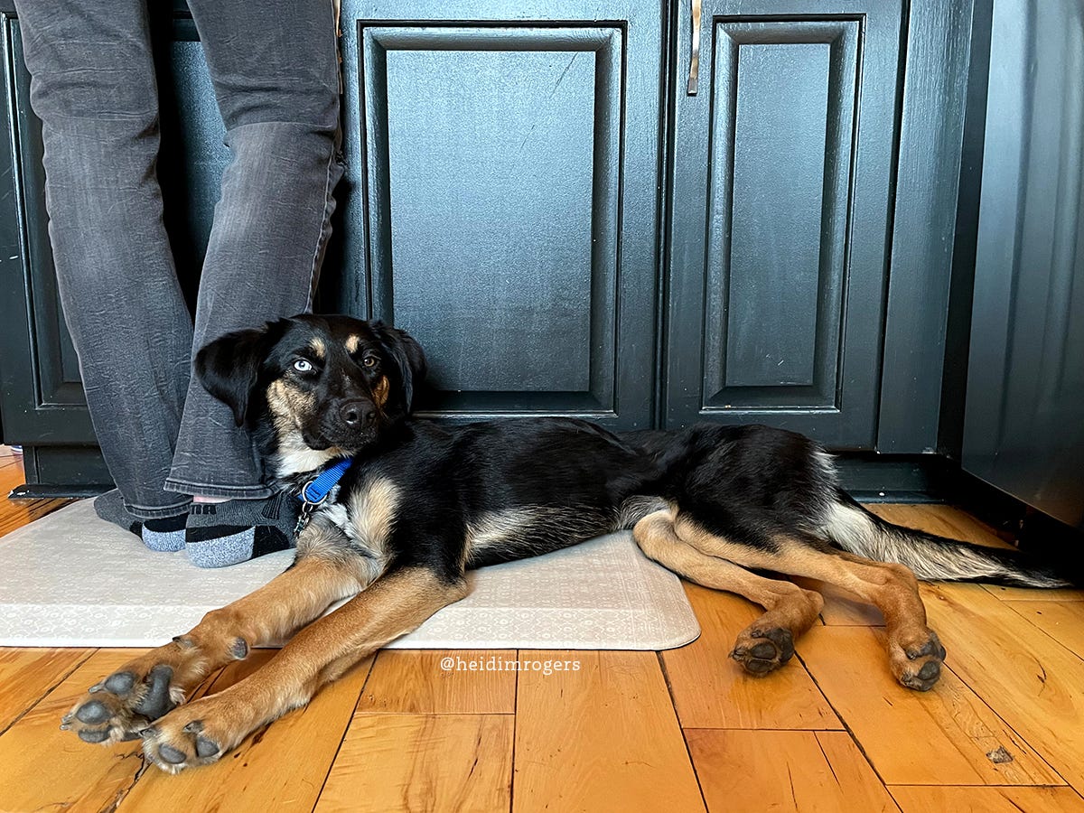 A mixed breed dog of black and brown lying down on the kitchen floor and leaning against her owner's legs