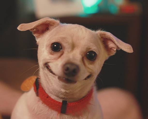 Happiest dog in the world This little dog is always smiling so i had to capture it and share it with the world. funny dogs stock pictures, royalty-free photos & images