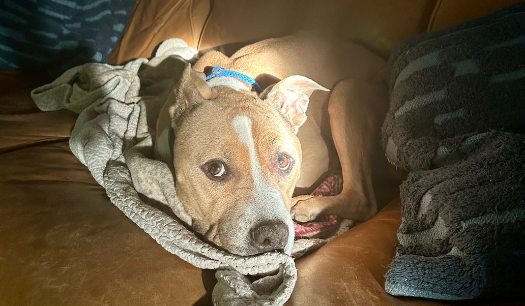 Elvis lying on a blanket on a couch with sunshine on his face