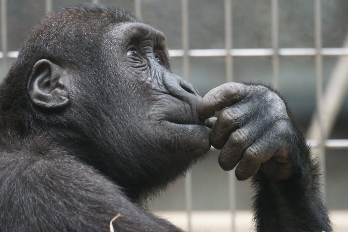 Free Close-up Photography of Black Gorilla Stock Photo