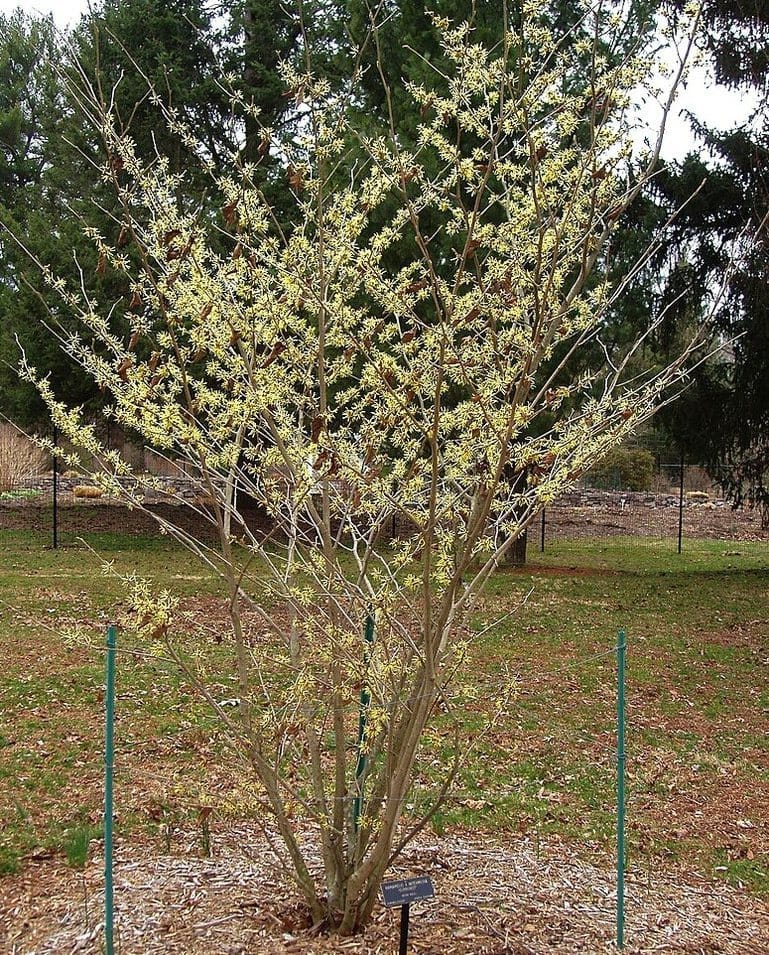 Witchhazel shrub in flower
