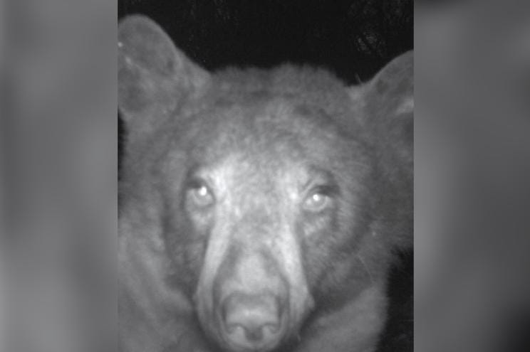"Of the 580 photos captured, about 400 were bear selfies," OSMP posted on Twitter, which has over 1,000 likes.