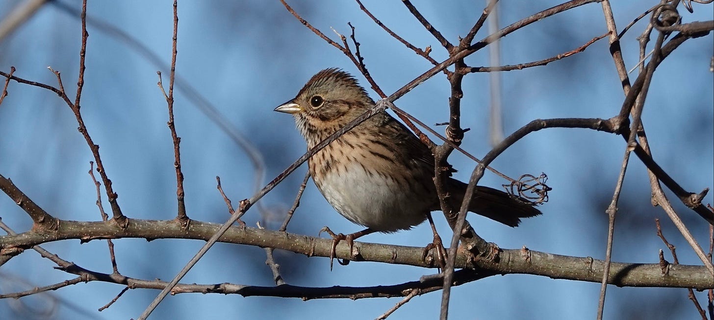 A gray and brown sparrow with intricate patterns perches on a leafless tree branch while dead vines hang all around. A black eye wrapped in a slight fawn ring stares out from a grayish head with a dark brown eye line and “mustache.” Black pencil-thin streaks appear against a buffy breast and contrast with the bird’s clean white belly. The bird has a medium-length tail and a conical bill. The tiny brown feathers on the bird’s head are raised in alert, giving the bird a crested look.