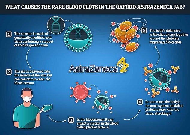 Researchers tasked with investigating the adverse reaction believe it occurs due to the modified cold virus lurking in the jab acting like a magnet to a type of protein in the blood called platelet factor 4. Platelet factor 4 is normally used by the body to promote coagulation in the blood, in case of injury. Then, in rare instances, the body's immune system confuses platelet factor 4 with a foreign invader and releases antibodies to attack it in case of 'mistaken identity'. These antibodies then clump together with platelet factor 4, forming the blood clots that have become so heavily linked with the jab, according to their theory