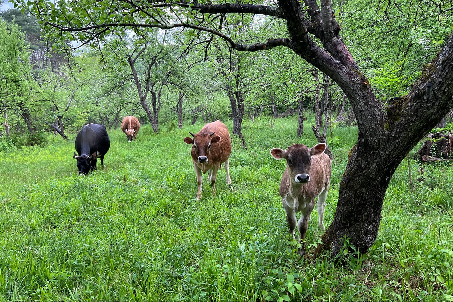 Cows on the permaculture farm.