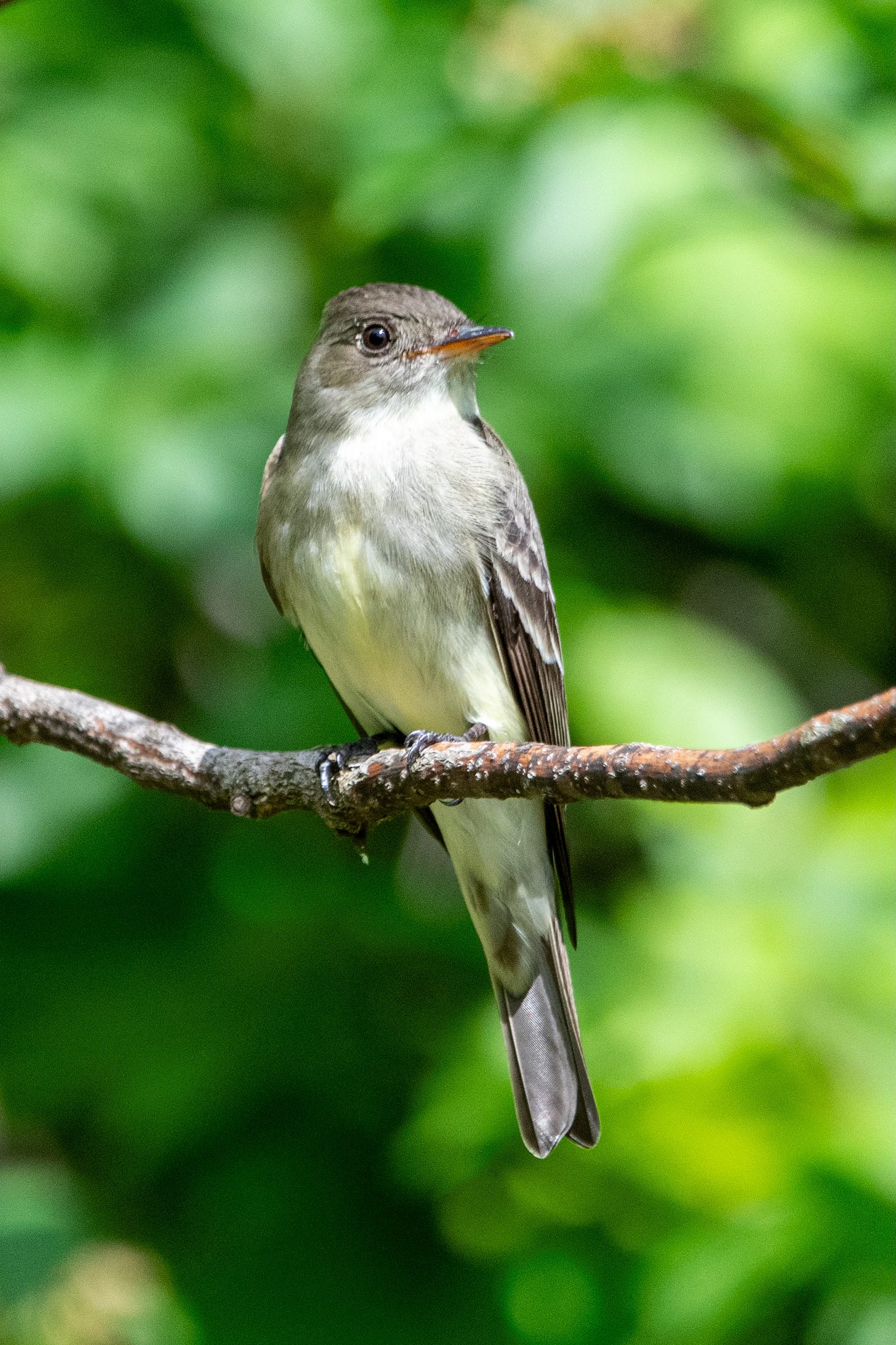 A long bird with a gray back and yellow-white belly is perched on a branch, looking to the side