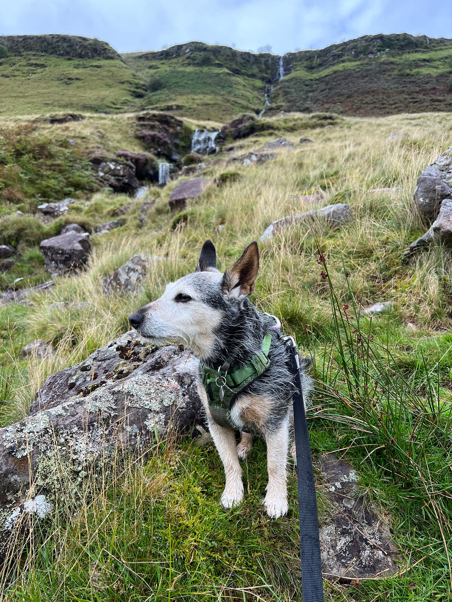The most handsome dog in the universe sits by the bank of a stream cascading down the mountainside