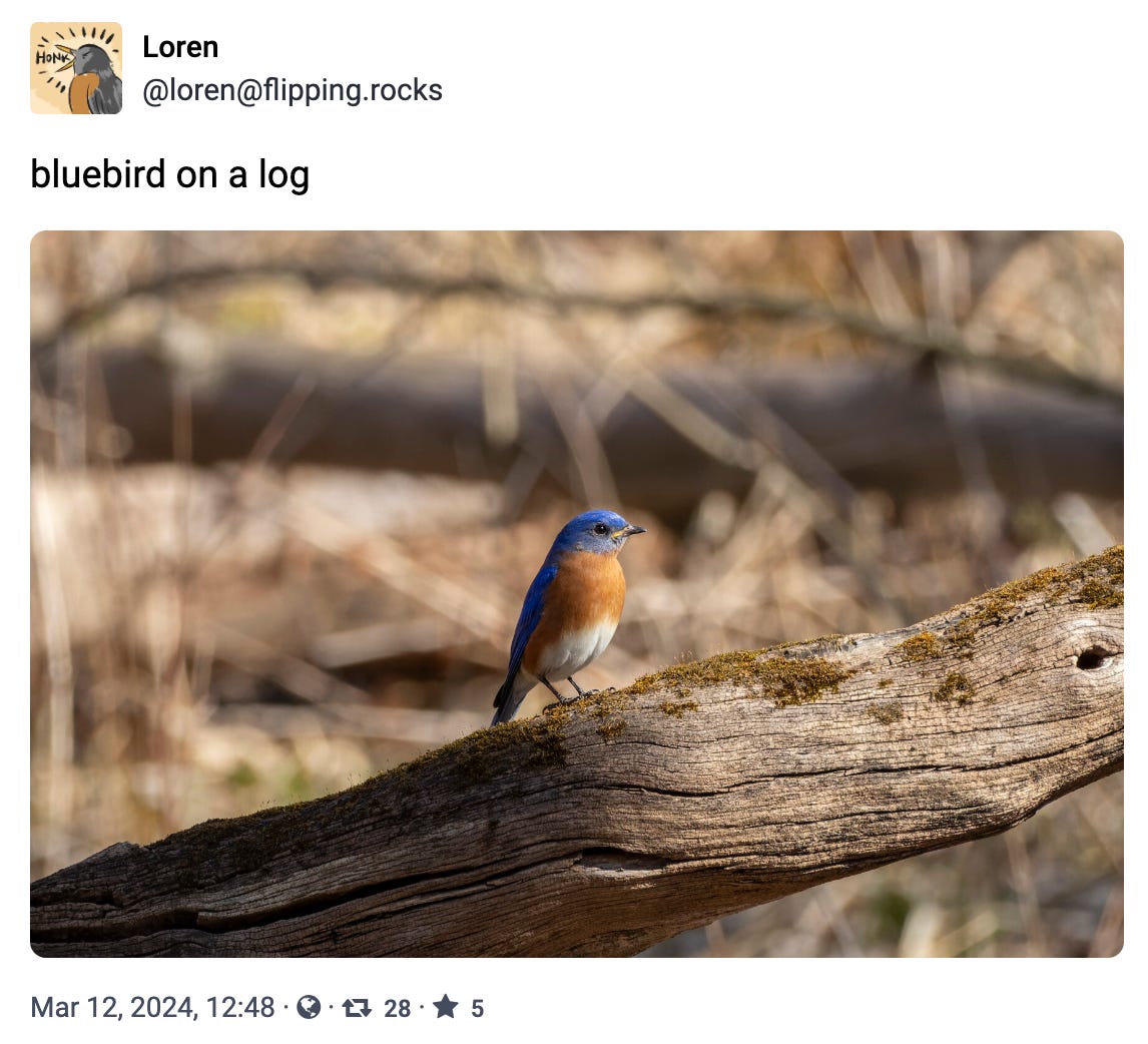 bluebird on a log