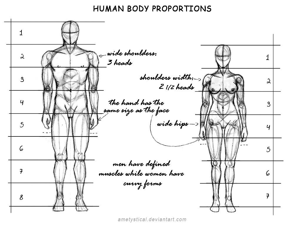 Photoshop For Noobs — Human Body Proportions (Male and Female) by...