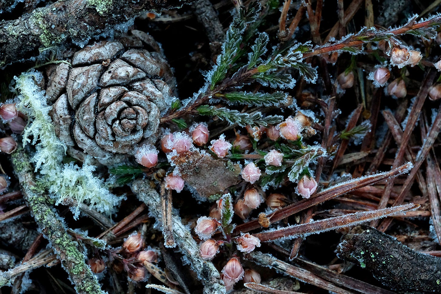 On the forest floor, frost highlights form and structure, outlining the detail of pine cones, needles and ling flowers