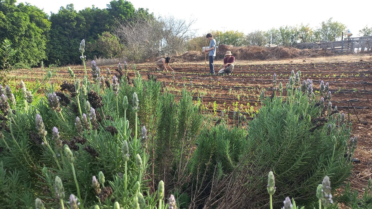 Picture of young adults working agricultural lands in Israel