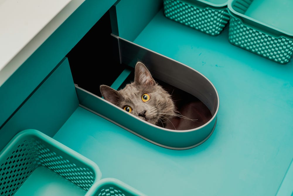 Cat peer out through a hole in a blue desk