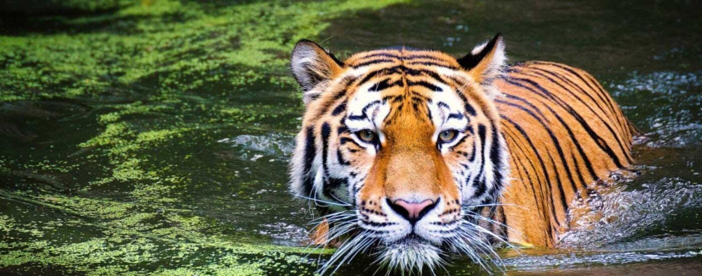 The 12 best places to find tigers in India - Authentic India Tours