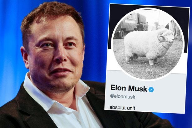 Elon Musk changes Twitter picture to SHEEP - and there's a hilarious reason  why - Mirror Online