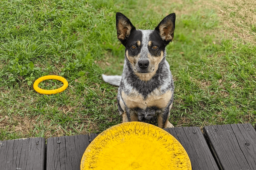 Scout the Australian cattle dog sits in the grass off the edge of a brown-stained deck. In front of her on the deck is a large yellow foam frisbee, between her and the camera.