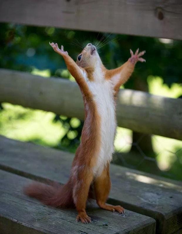 Happy Squirrel Meme Generator - Piñata Farms - The best meme ...