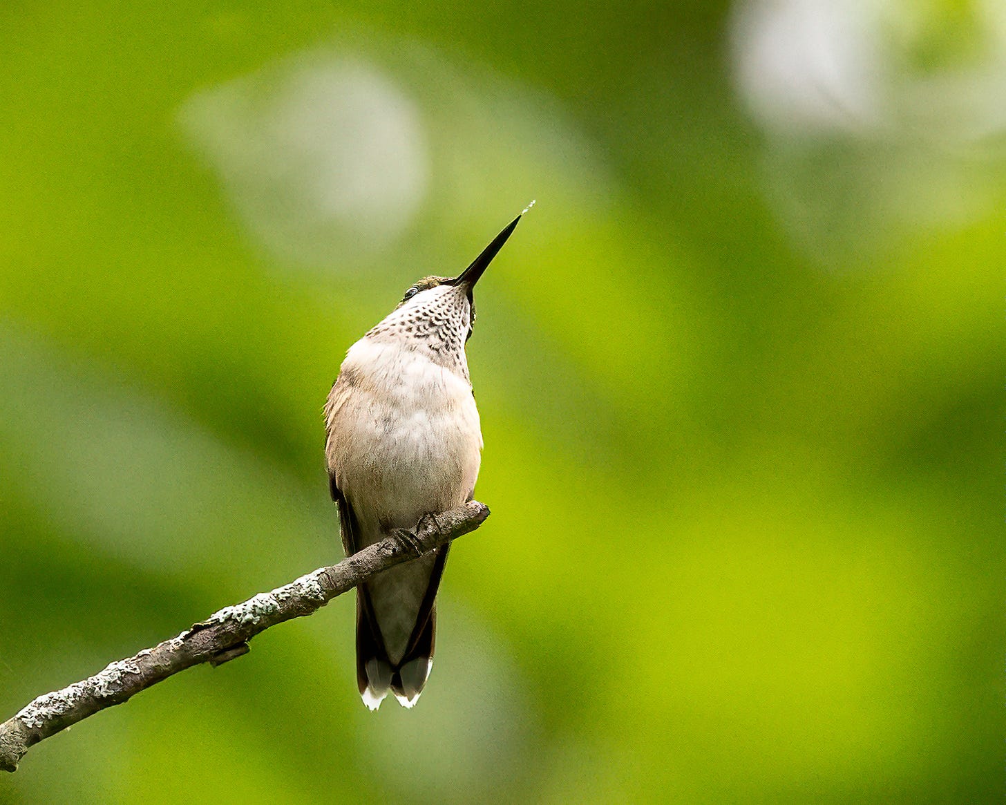 In this photo, a hummingbird perches on the end of a broken-off branch. His bill is pointing up into the air on a diagonal that parallels the branch.