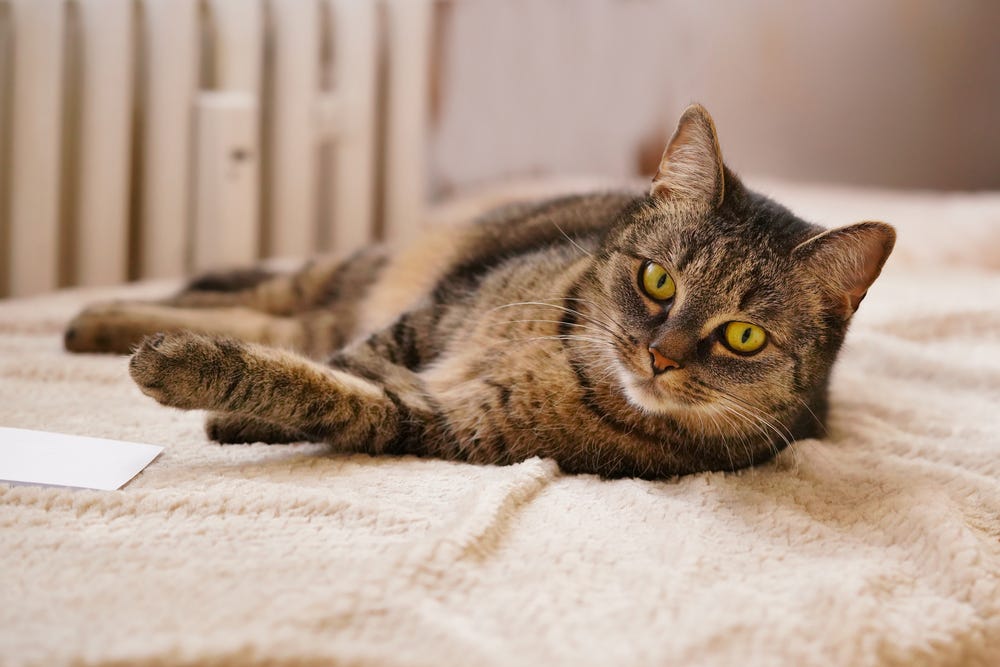 Tabby Cat Training Tips - How to Get Your Furry Friend to Behave - Potiki Pet Insurance Updates