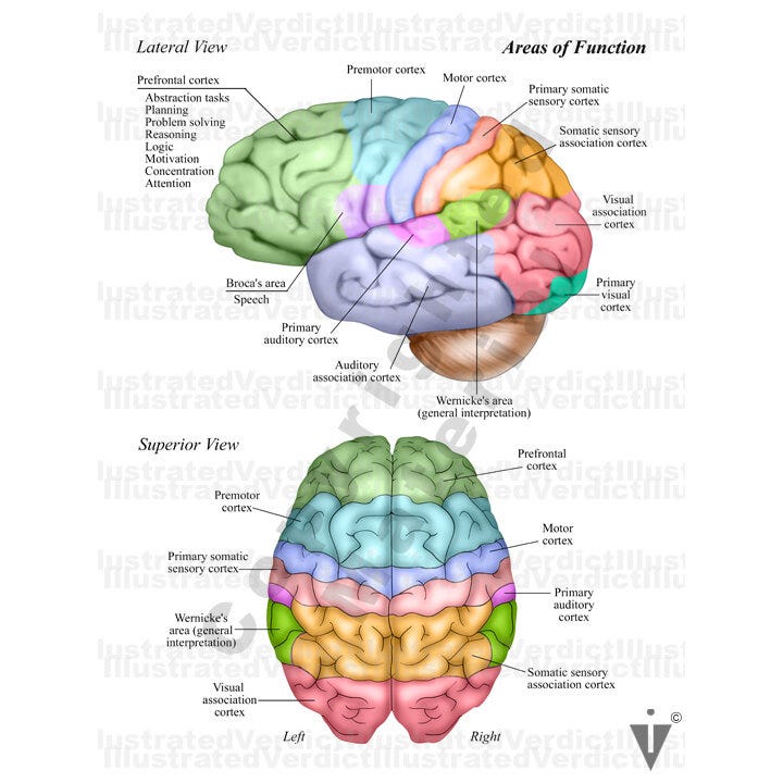 Stock Brain: Normal Anatomy — Illustrated Verdict
