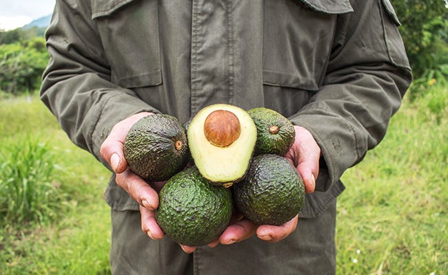 The Responsibility of Las Juntas Locales in Avocado Orchards - Avocado  Institute of Mexico