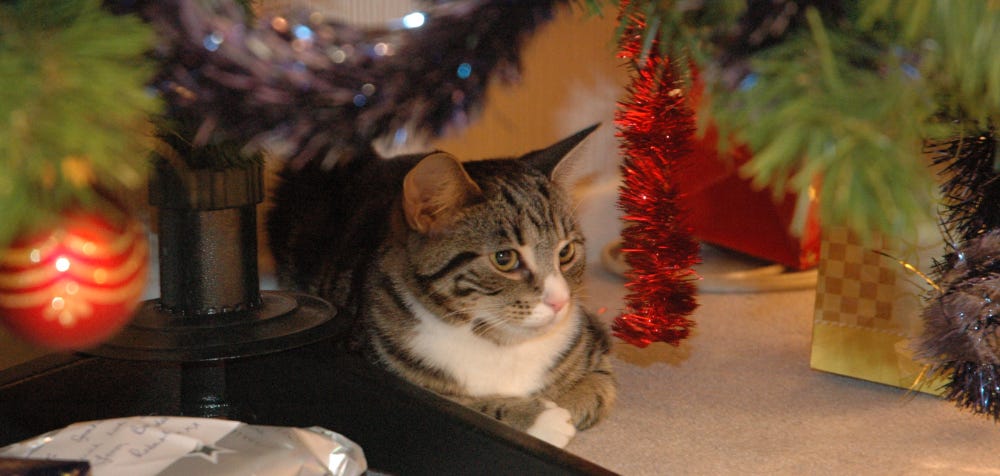 A young tabby and white cat sitting under a Christmas tree surrounded by tinsel. 