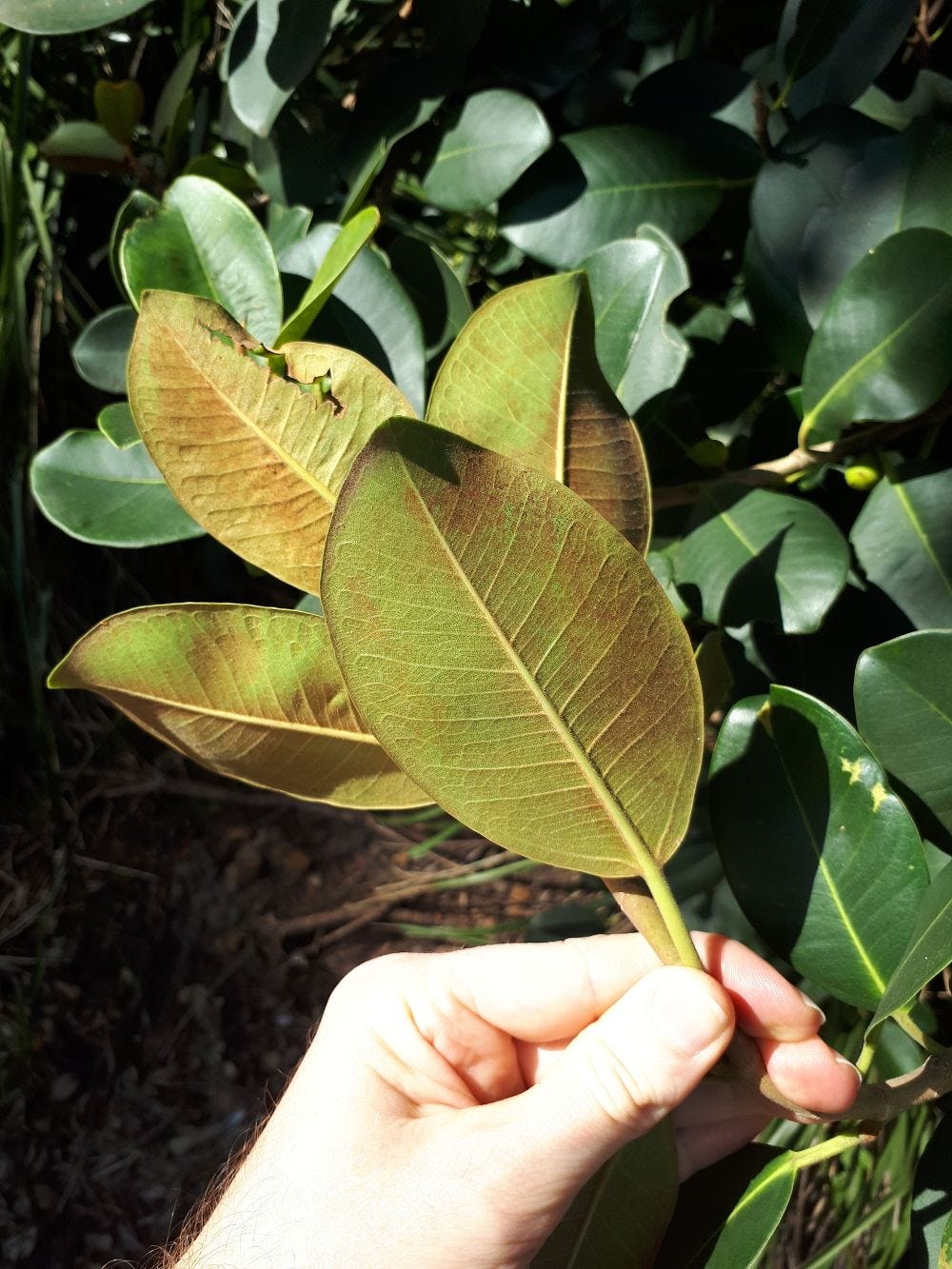 Ficus rubiginosa [Port Jackson Fig - Foliage] sml.jpg