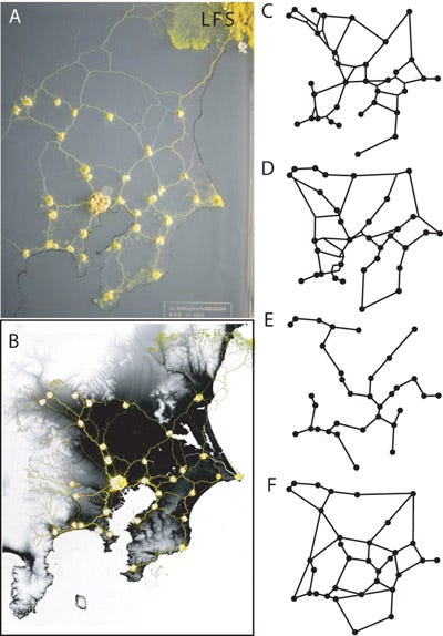 Slime Mold Grows Network Just Like Tokyo Rail System | WIRED