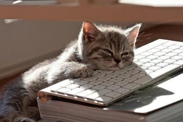 Cats rule the World! on X: "tired of working #cat http://t.co/DelBEqgZ" / X