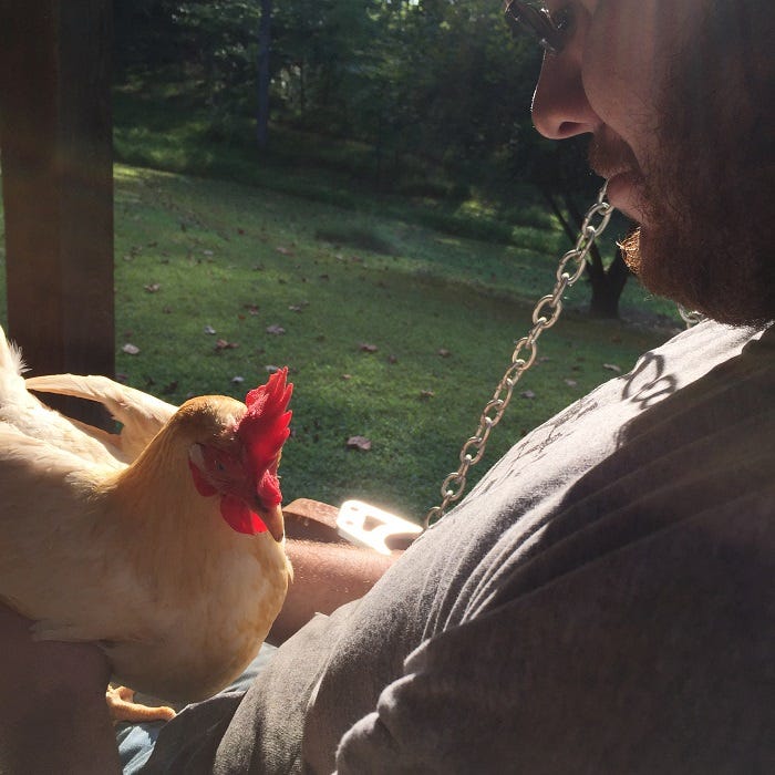 white hen sitting on a person's lap