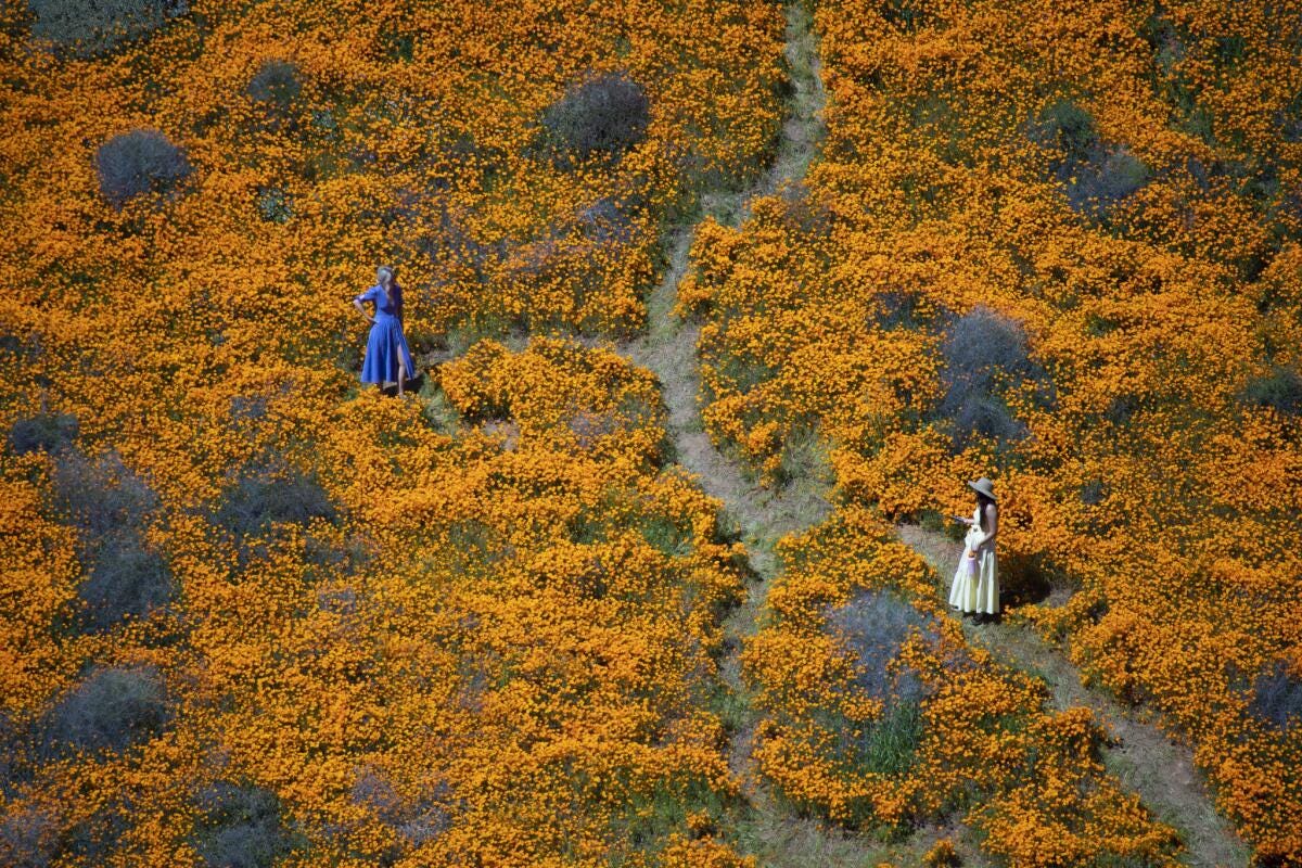 Visitors pose for photos in the middle of the Lake Elsinore poppy fields in Walker Canyon. The fields proved so popular because of the 2019 superbloom that city officials had to shut it down temporarily.